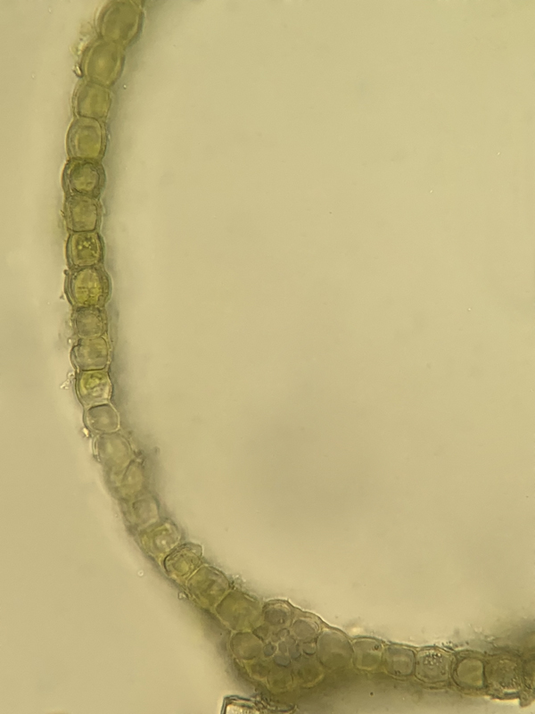 Grimmia mollis